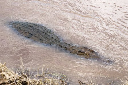 Nile Crocodile moving back into the water