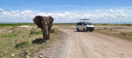 elefante salvaje grande que cruza la carretera de tierra en el parque nacional de Amboseli, Kenia. Safari africano .