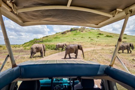 Photo for Watching animals in the wild inside a vehicle with an open roof. View of the African savannah from inside the safari car. - Royalty Free Image