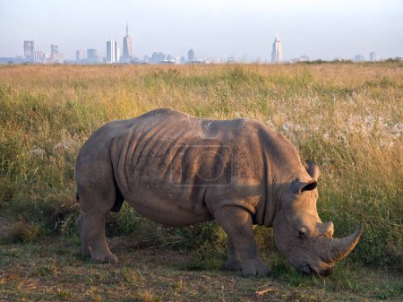 Téléchargez les photos : Rhino tôt le matin dans le parc national de Nairobi, Kenya. Un rhinocéros marche le long de la route sur fond de ville de Nairobi. - en image libre de droit