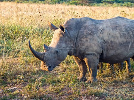 Téléchargez les photos : Rhinocéros blanc ou rhinocéros à lèvres carrées Ceratotherium simum dans le parc national Hlane Royal, Swaziland. Le rhinocéros blanc est l'une des cinq espèces de rhinocéros qui existent encore.. - en image libre de droit