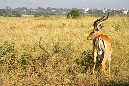 Impala in Massai Mara Kenya, East Africa. Watching wild animals on safari in Kenya or Tanzania.