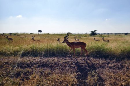 Impala in Massai Mara Kenya, East Africa. Watching wild animals on safari in Kenya or Tanzania.