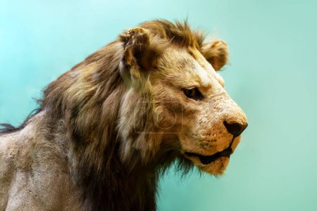 una cabeza de león grande con una melena larga sobre un fondo verde.