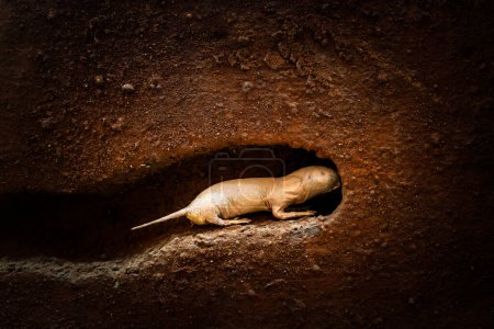 Photo for Naked molerat Heterocephalus glaber white color digging at underground tuber - Royalty Free Image
