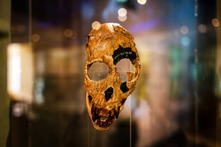 Le crâne du proconsul. Les restes d'un primate anthropoïde dans le musée.