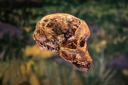 Australopithecus africanus. Calavera humana prehistórica, detalle de arqueología, historia de la humanidad.