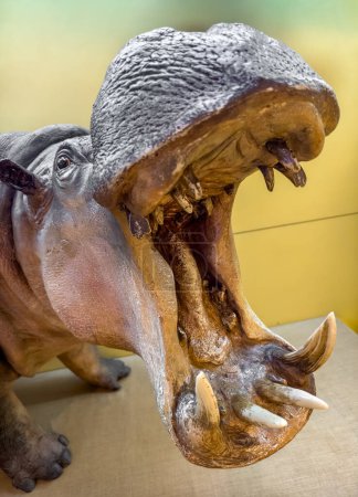 Exhibition of a large hippopotamus at The National Museum of Nairobi. Kenya.