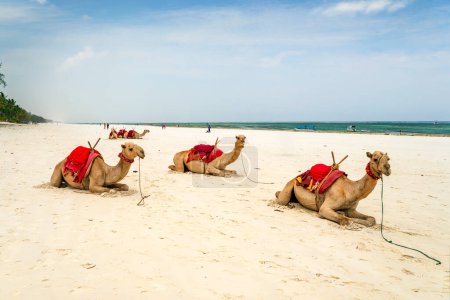 Téléchargez les photos : Chameau blanc fier reposant sur la plage égyptienne. Camelus dromedarius. Été à l'extérieur. - en image libre de droit