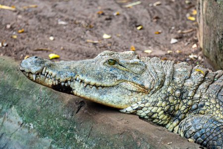 Saltwater crocodile Crocodylus porosus portrait,