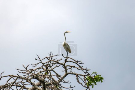 Closeup of beautiful Indian white Crane bird sitting above the tree with blue sky background. Great white heron on a tree against the sky