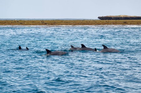 Eine Schote Delfine vor der Küste von Maskat im Oman