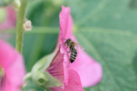 Macro of honey bee (Apis) feeding on ) flower. A honey bee collecting pollen
