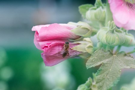 Makro der Honigbiene (Apis), die sich von Blüten ernährt. Eine Honigbiene sammelt Pollen