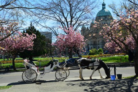 Téléchargez les photos : Cheval et buggy à Victoria BC, Canada devant les édifices du Parlement de la Colombie-Britannique. - en image libre de droit
