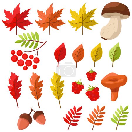 Téléchargez les illustrations : Vecteur feuilles d'automne, champignons, baies et glands clipart. - en licence libre de droit