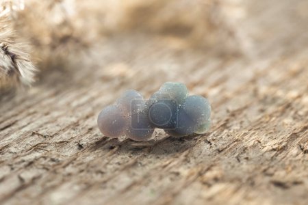 Grape-like Quartz or Grape Agate Purple Spheres Crystals on Wooden Background