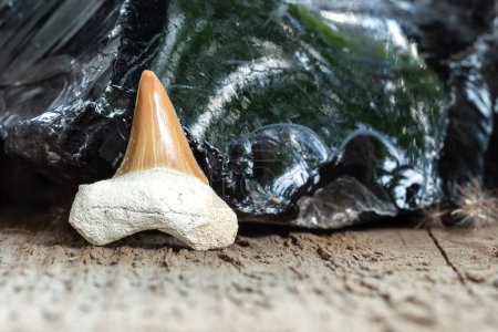 Prehistoric Shark Tooth Fossil Sample on Wooden Background