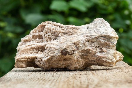 Fossilisiertes versteinertes Holz Stamm Probe auf Holz Hintergrund in natürlicher Beleuchtung