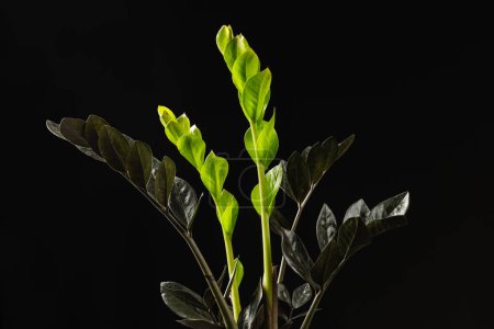 The New Light Green Leaves of Black Zamioculcas Zamiifolia Raven Houseplant over Black Background. ZZ Plant Growth
