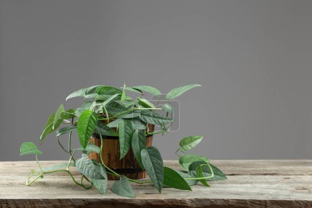 Téléchargez les photos : Epipremnum Pinnatum Cebu Blue, Plante d'intérieur tropicale aux feuilles bleues argentées Couleurs sur la table en bois - en image libre de droit