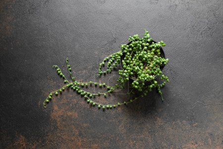 Téléchargez les photos : Senecio Rowleyanus ou String of Pearls Plante avec des feuilles semblables à des perles sur fond foncé - en image libre de droit