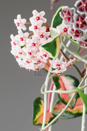 Téléchargez les photos : Hoya Carnosa Tricolor Potted Plant in Bloom. Hoya Krimson Reine Fleurs roses. Fleur ou cire de porcelaine Inflorescences de plantes d'intérieur. - en image libre de droit