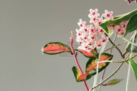 Foto de Hoya Carnosa Planta en maceta tricolor en flor. Hoya Krimson Queen Pink Flowers. Flor de porcelana o Inflorescencias de plantas domésticas de cera. Copiar espacio para texto - Imagen libre de derechos