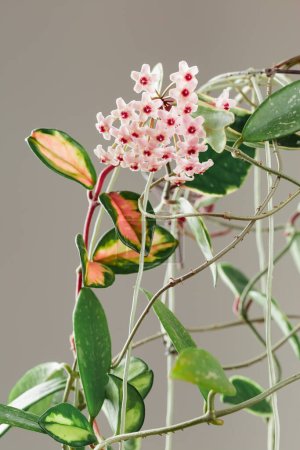 Foto de Hoya Carnosa Planta en maceta tricolor en flor. Hoya Krimson Queen Pink Flowers. Inflorescencias de Porcelana Flor o Cera. - Imagen libre de derechos
