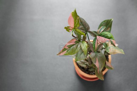 Syngonium Podophyllum Pink Splash Red Spot Topfpflanze über grauem Hintergrund mit Kopierraum. Schöne Pflanze mit rosa Muster auf grünen Blättern