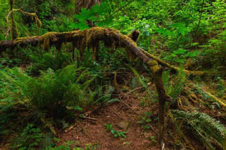 Mystischer Wald mit moosbewachsenen Bäumen im pazifischen Nordwest-Regenwald. Sonnenlicht filtert durch das üppige Vordach, erhellt das zarte Moos und schafft ein magisches Ambiente. 
