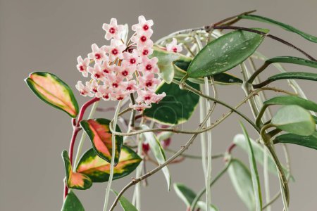 Téléchargez les photos : Hoya Carnosa Tricolor Potted Plant in Bloom. Hoya Krimson Princesse Fleurs roses. Fleur ou cire de porcelaine Inflorescences de plantes d'intérieur. - en image libre de droit