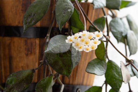 Foto de Hoya Krohniana Flor de Hojas Negras, Increíble Planta de Casa Colgante Floreciendo con Flores Blancas - Imagen libre de derechos