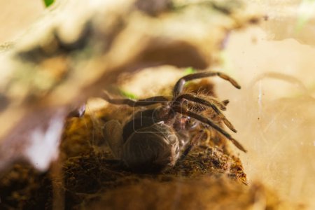 A Juvenile Brachypelma Harmorri or Brachypelma Smithi Tarantula Female Spider Molting Process