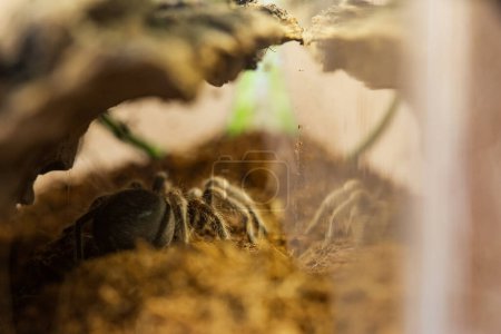 A Juvenile Brachypelma Harmorri or Brachypelma Smithi Tarantula Female Spider in her Enclosure before Molt.