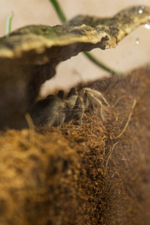 A Juvenile Brachypelma Harmorri or Brachypelma Smithi Tarantula Female Spider in her Enclosure before Molt.