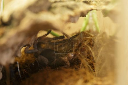 Ein juveniler Brachypelma Harmorri oder Brachypelma Smithi Vogelspinnen-Häutungsprozess