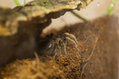 Eine juvenile Brachypelma Harmorri oder Brachypelma Smithi Vogelspinnenweibchen in ihrem Gehege vor der Mauser. Der große, glänzende Bauch ist ein Zeichen dafür, dass in naher Zukunft eine Mauser kommt.