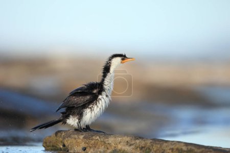 Little pied cormorant (Microcarbo melanoleucos) with ruffled feathers after shaking to dry off.