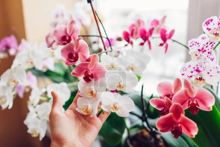 Photo for Woman enjoys orchid flowers on window sill. Girl taking care of home plants holding them in hands. White, purple, pink, blooms. Successful growing - Royalty Free Image