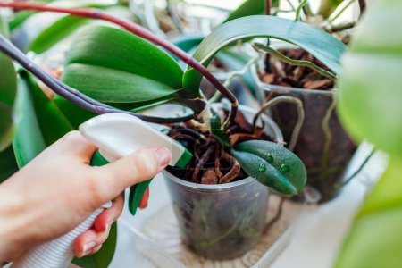 Foto de Rocía orquídea del bebé que crece en el tallo de la planta madre con agua. Propagación de plantas de orquídeas phalaenopsis en maceta en casa. Reproducción crianza cultivando plantas de interior exóticas - Imagen libre de derechos