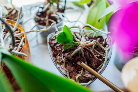 Foto de Riego de orquídeas bebé creciendo en el tallo de la planta madre muerta en maceta en alféizar ventana. Propagando la orquídea phalaenopsis en el país. Seco murió de vieja planta de interior con pequeños brotes jóvenes - Imagen libre de derechos