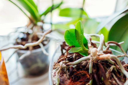 Photo for Baby orchids growing on stem of dead mother plant in pot on window sill. Propagating phalaenopsis orchid at home. Cultivating young tiny sprouts on houseplant with no leaves - Royalty Free Image