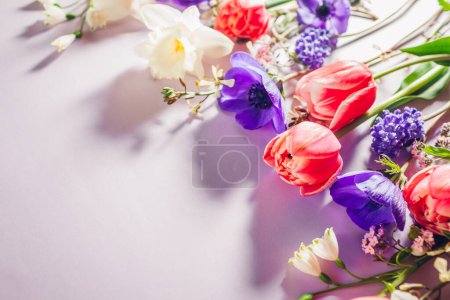 Foto de Rosa púrpura azul y blanco flores de primavera de fondo. Tulipanes, anémonas, narcisos florecen. Tarjeta del día de la madre. Vista superior. Espacio - Imagen libre de derechos