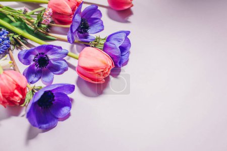Téléchargez les photos : Fond rose violet bleu et blanc fleurs de printemps. Tulipes, anémones, jonquilles fleurissent. La carte de la fête des mères. Vue de dessus. Espace - en image libre de droit