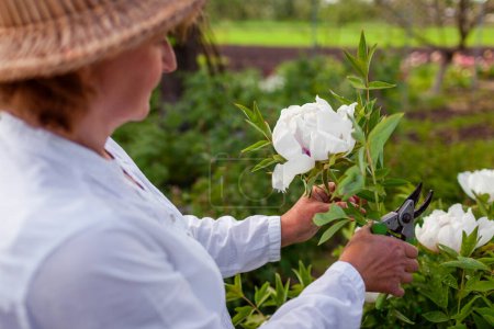 Jardinero recogiendo flores de peonías de árboles en el jardín de primavera. Mujer cortando tallo con podadora. Jardinería. Primer plano de floración blanca