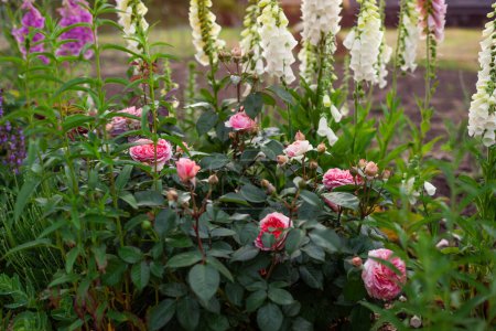 Photo for Chippendale pink roses flowers blooming in summer garden. Tantau peachy rose grows by white foxgloves and lavender - Royalty Free Image