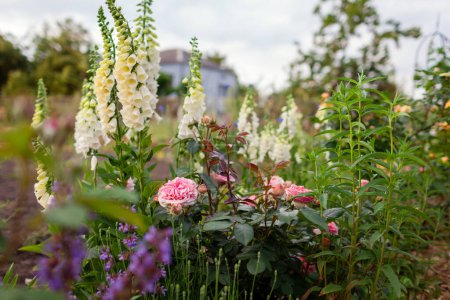 Photo for Chippendale pink roses flowers blooming in summer garden. Tantau peachy rose grows by white foxgloves salvia and lavender - Royalty Free Image