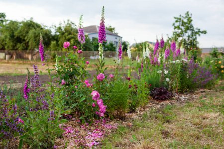 Photo for Rose border. Flowers blooming in summer garden at sunset. Pink, purple, white foxgloves, salvia and lavender. English Mary rose in blossom - Royalty Free Image