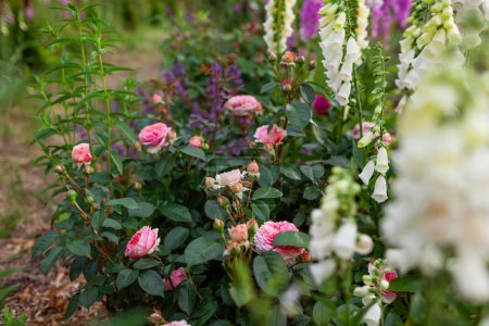 Photo for Chippendale pink roses flowers blooming in summer garden. Tantau peachy rose grows by white foxgloves and lavender - Royalty Free Image